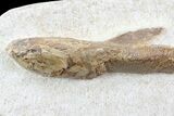 Lower Turonian Fossil Fish - Goulmima, Morocco #76403-1